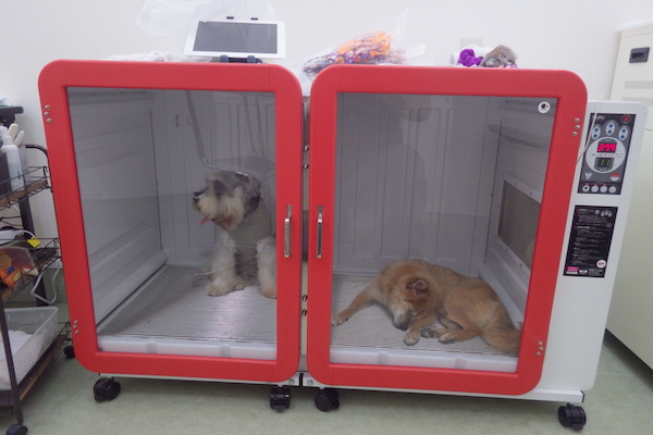 ボックスドライヤーに入る犬