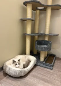 猫ホテルの様子