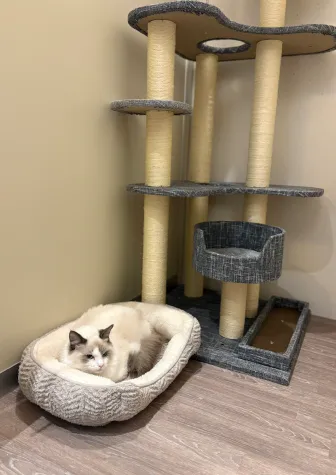 猫ホテルの様子