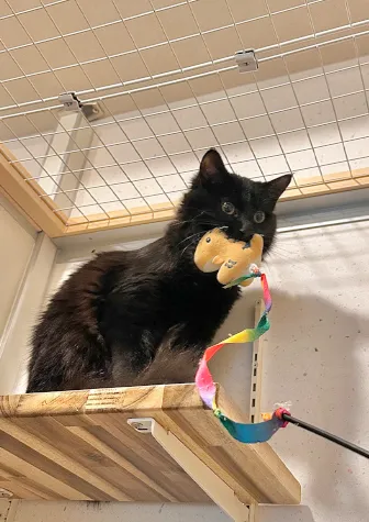 猫ホテルの様子