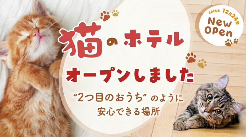 猫のホテルオープンしました。“2つ目のおうち” のように安心できる場所