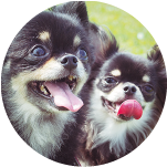 犬S