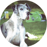 犬L