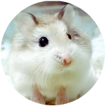 小動物S