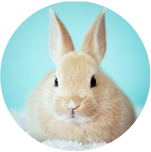 小動物M