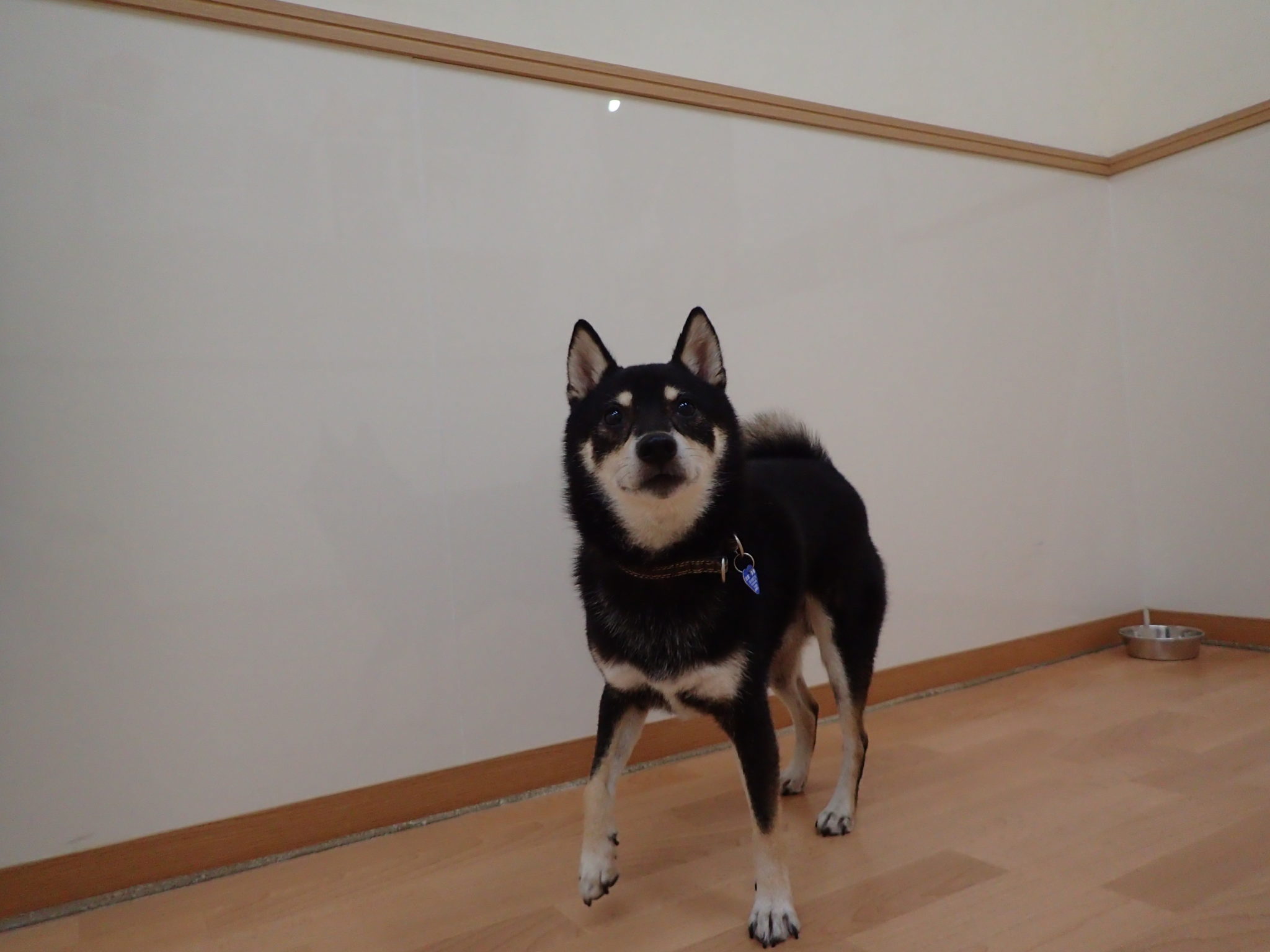 17 07 27 プレイルーム 岐阜 羽島のペットトータルサービス専門店 セカンドハウス