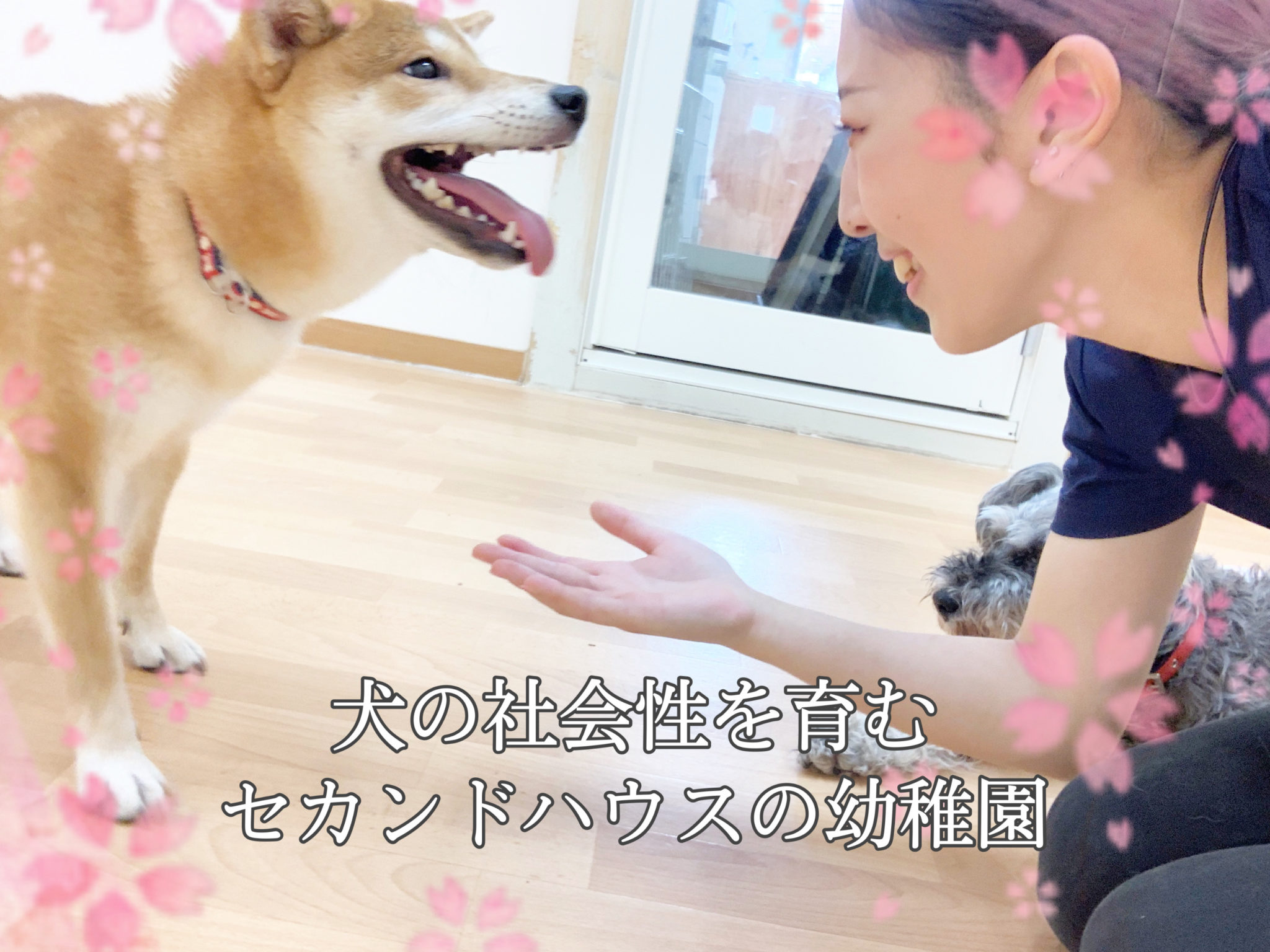 犬の幼稚園 はじめました 岐阜 羽島のペットトータルサービス専門店 セカンドハウス