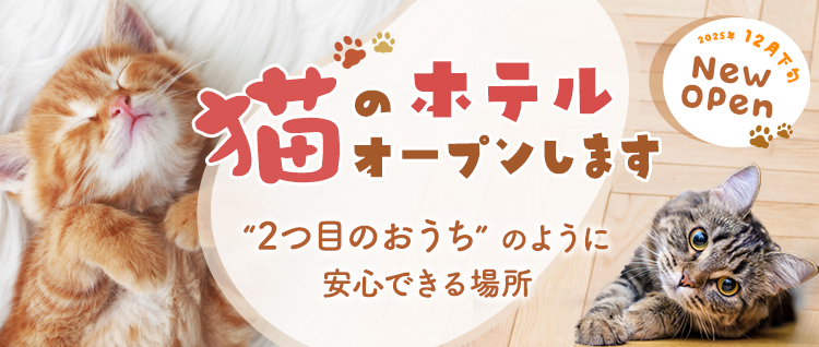猫のホテルオープンします。“2つ目のおうち” のように安心できる場所