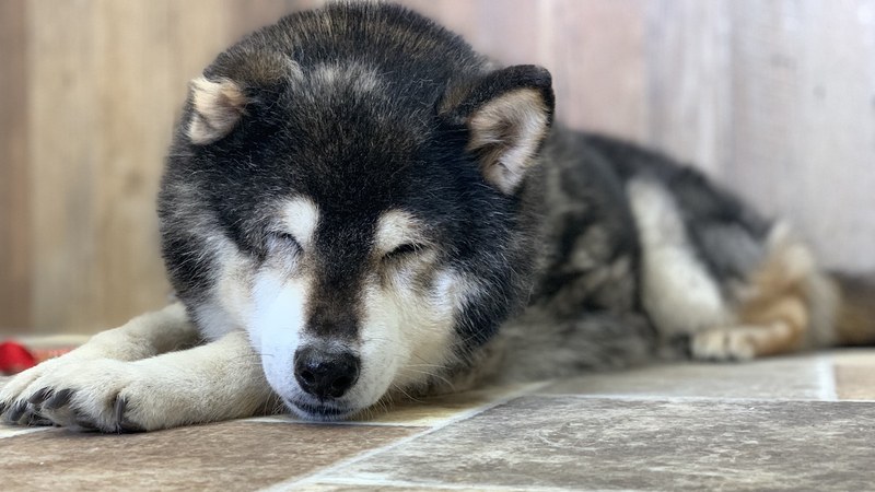 トリミングを終えて気持ちよさそうに眠るワンちゃん