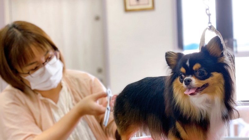 トリマーがワンちゃんのトリミングをしている様子