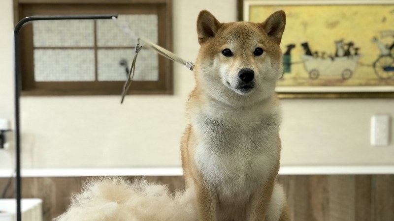 トリミング台の上で、抜けた毛の山と一緒に座る柴犬