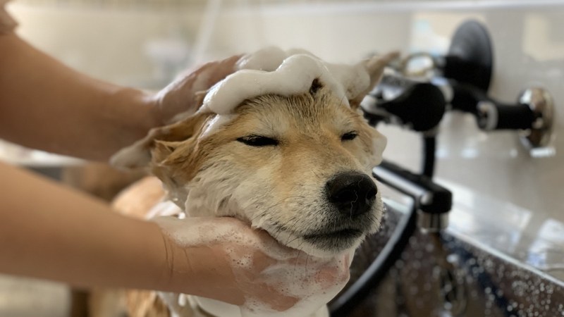 トリマーにシャンプーしてもらい目を細める柴犬