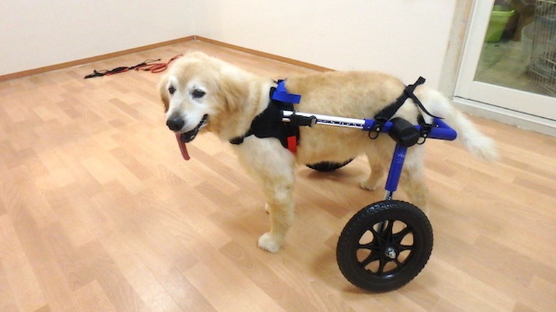 犬用の車いすをつけて室内を歩くシニアのゴールデンレトリバー