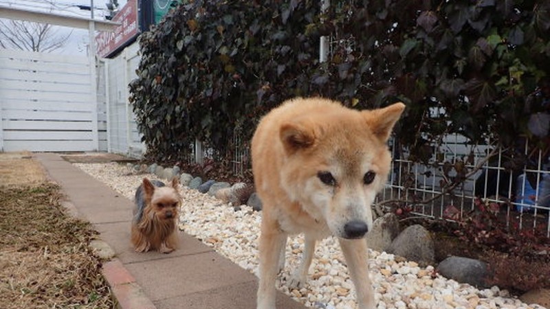お店の前の小道をゆっくり歩く年配の柴犬とヨークシャーテリア