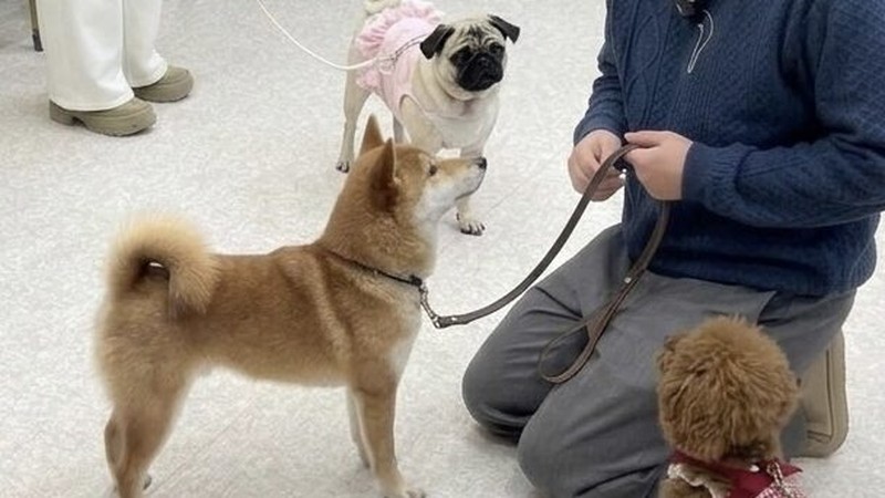 ドッグスクールのレッスンに参加する子犬たちと飼い主さま