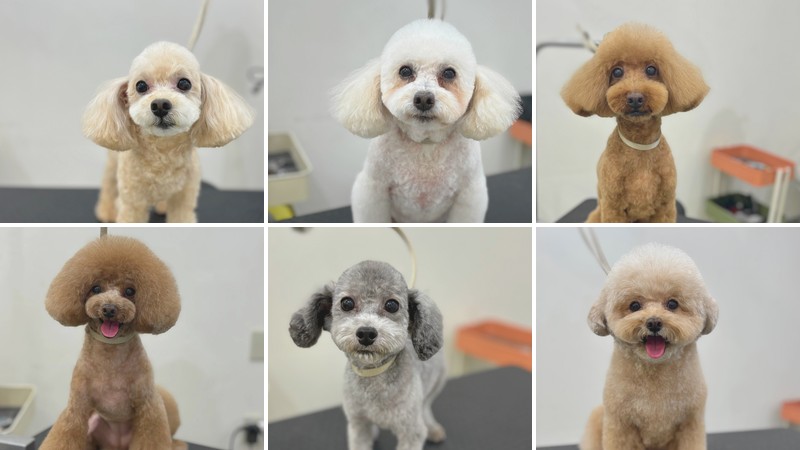 セカンドハウスでカットしたトイプードルなど6頭の仕上がり写真